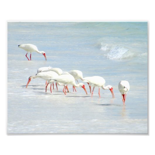 White Ibis Shore Birds am Strand Fotodruck (Vorne)