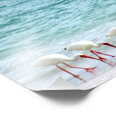 White Ibis Shorebirds Walking am Strand Fotodruck (Ecke)