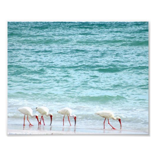 White Ibis Shorebirds Walking am Strand Fotodruck (Vorne)