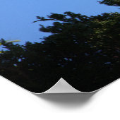 White Ibis Spreading Wings Poster (Ecke)