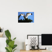 White Ibis Spreading Wings Poster (Heimbüro)