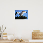 White Ibis Spreading Wings Poster (Küche)