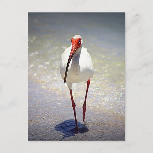 White Ibis Strut Postkarte (Vorderseite)