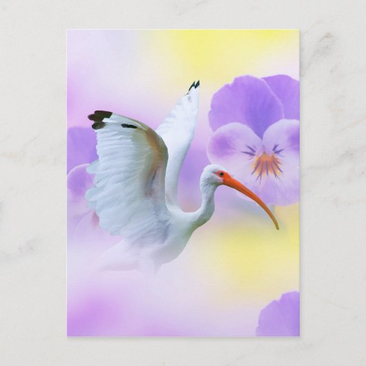White Ibis und Stiefmütterchen Postcard Postkarte (Vorderseite)