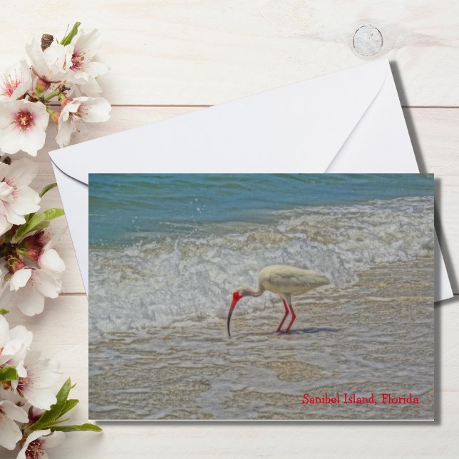 White Ibis Wading Bird auf Sanibel Island Florida (Von Creator hochgeladen)