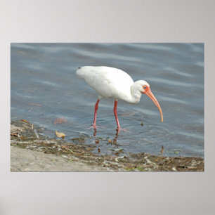 White Ibus Shore Fishing (Eudocimus albus) Poster