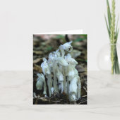 White Indian Pipe Wildflowers Nature (Vorderseite)