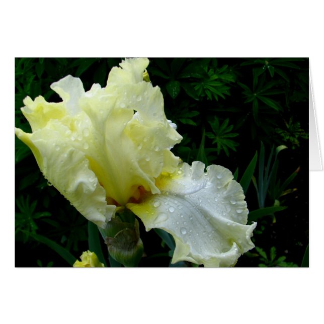 White Iris (Vorderseite (Horizontal))