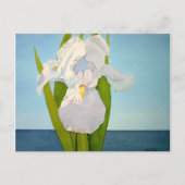 White Iris2 Postkarte (Vorderseite)