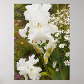 White Iris Irises Blumengarten Poster (Vorne)