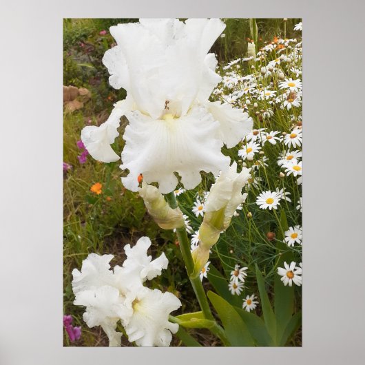 White Iris Irises Blumengarten Poster (Vorne)