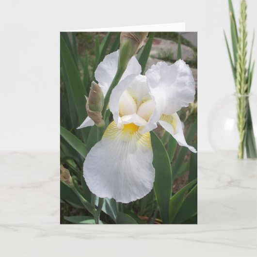 White Iris Karte (Vorderseite)