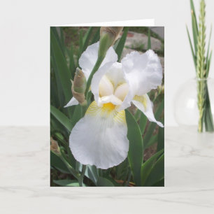 White Iris Karte