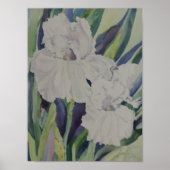 White Iris Poster (Vorne)
