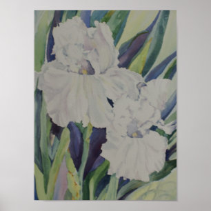 White Iris Poster
