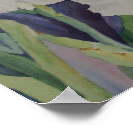 White Iris Poster (Ecke)