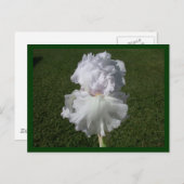 White Iris Postkarte (Vorne/Hinten)