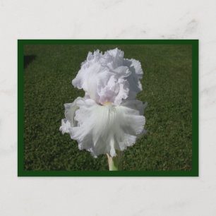 White Iris Postkarte