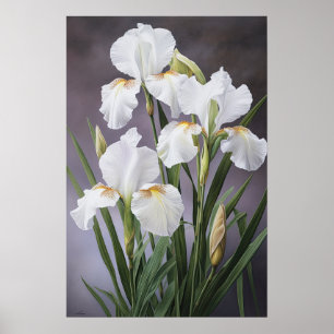 White Irische Blume Art Print Poster