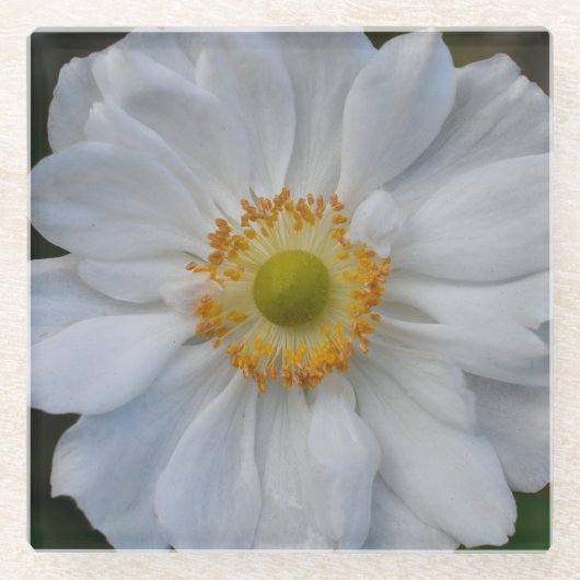 White Japanese Anemone Floral Glasuntersetzer (Vorderseite)