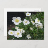 White Japanese Anemones DIY Postcard Postkarte (Vorne/Hinten)
