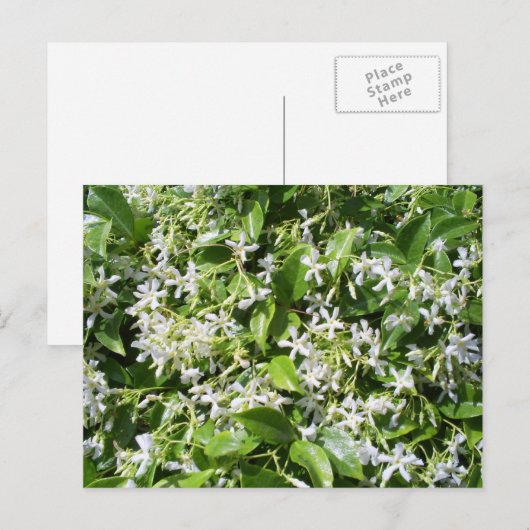 White Jasmine-Blume Postkarte (Vorne/Hinten)