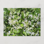 White Jasmine-Blume Postkarte (Vorderseite)