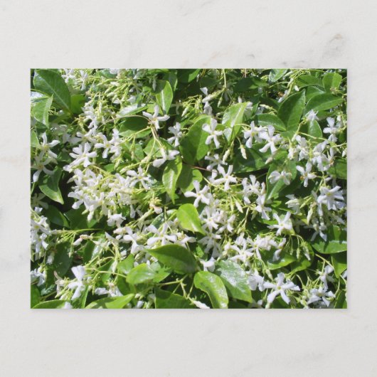 White Jasmine-Blume Postkarte (Vorderseite)