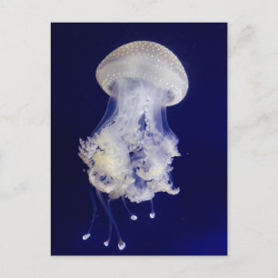 White Jellyfish on Blue Background Foto Postcard Postkarte