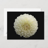White Jomanda (Dahlia) Postkarte (Vorne/Hinten)