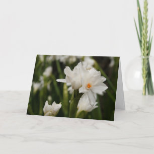 White Jonquils Grußkarte Ankündigung
