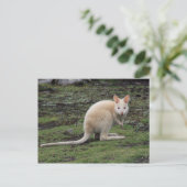 White Kangaroo Postkarte (Stehend Vorderseite)