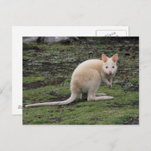 White Kangaroo Postkarte (Vorne/Hinten)