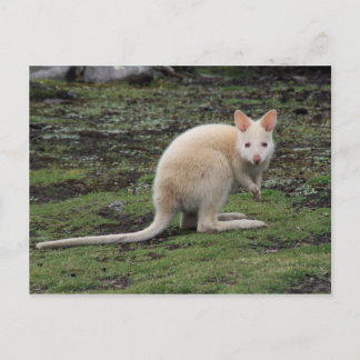 White Kangaroo Postkarte