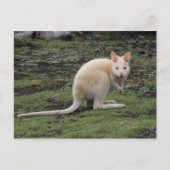 White Kangaroo Postkarte (Vorderseite)