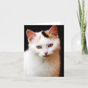White Kitte Note Card Karte