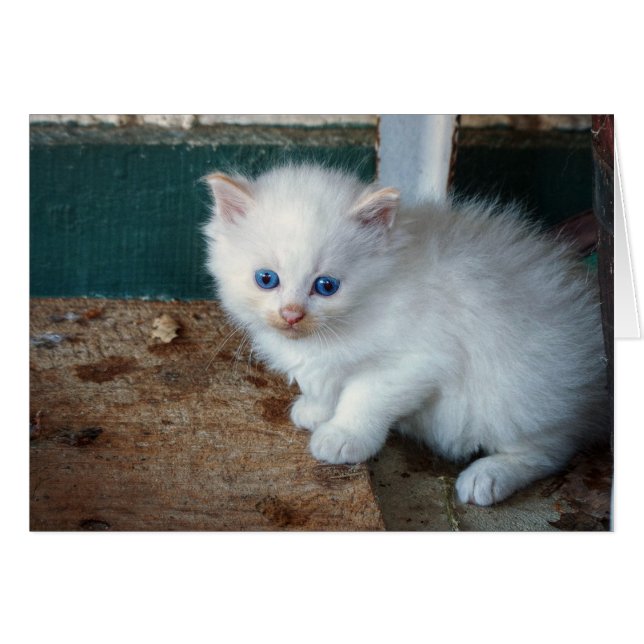 White Kitten (Vorderseite (Horizontal))