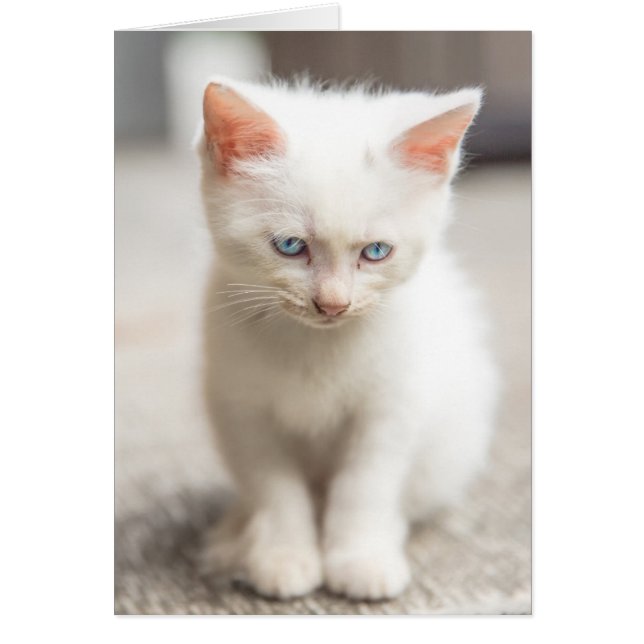 White Kitten (Vorne)