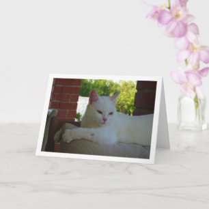 White Kitten auf dem Stuhl Karte