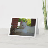 White Kitten auf dem Stuhl Karte (Vorderseite)