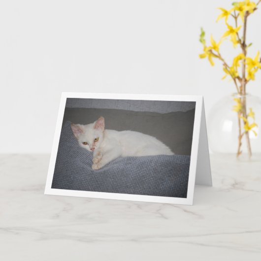 White Kitten auf Sofa Karte (Gelbe Blume)