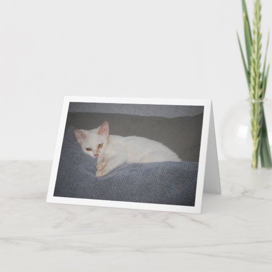 White Kitten auf Sofa Karte (Vorderseite)