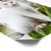 White Kitten Foto (Ecke)