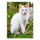 White Kitten Foto (Vorne)