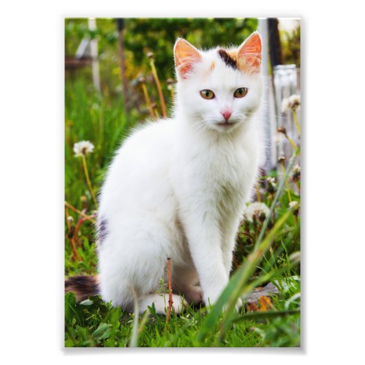 White Kitten Foto (Vorne)