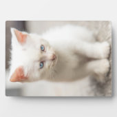 White Kitten Fotoplatte (Vorderseite)