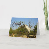White Kitten in Almond Tree Karte (Vorderseite)