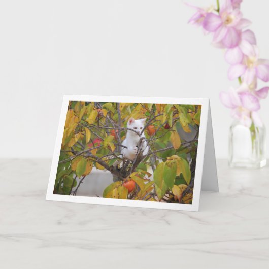 White Kitten in Persimmon Tree Karte (Orchidee)