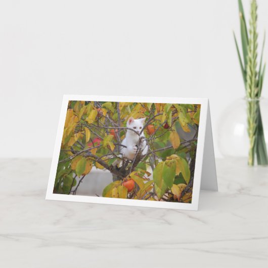 White Kitten in Persimmon Tree Karte (Vorderseite)