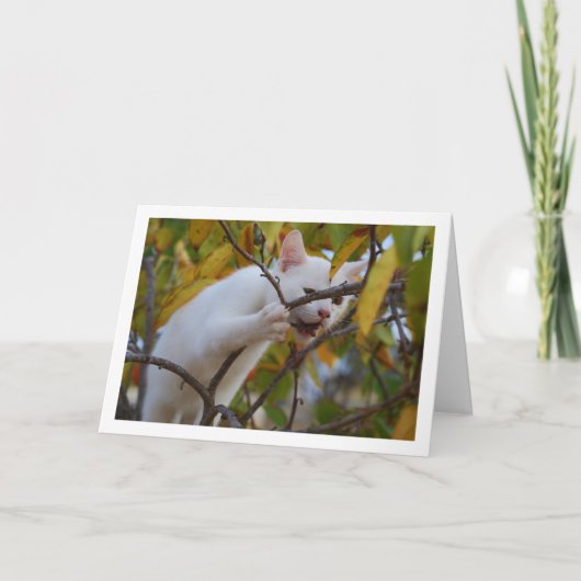 White Kitten in Persimmon Tree Karte (Vorderseite)